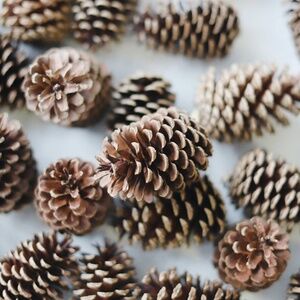 Set of 25 Ponderosa Pine Cones Dried Natural All Sizes October Harvest Decor